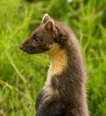 Close up of pine marten in the forest