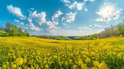 Obraz premium Fields of blooming rapeseed bright yellow flowers cover picture