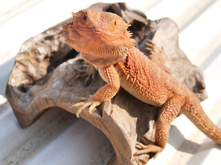 Very Cute Orange Bearded Dragon is Basking and Posing on a Piece of Decorative Wood Outside under Sunlight