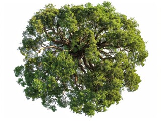 Obraz premium aerial view of a majestic tree with sprawling branches and lush foliage isolated on pure white background intricate details of leaves and bark create a stunning natural mandala