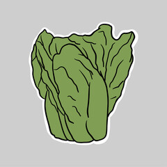 hand drawn doodle lettuce clipart illustration