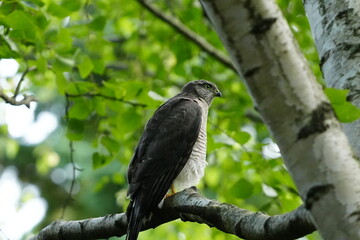 Fototapeta premium 木の枝に止まるハイタカ