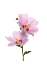 purple flower of Hibiscus syriacus on a white background
