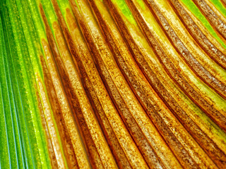 abstract green of the fresh leaves contrasts with  brown dry leaf straight line patterndry background close-up