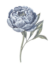 Blue Peony flower watercolor hand drawn isolated botanical illustration. Indigo and Sage green Peonies with leaves painting. Graceful floral design for greeting card and product design.