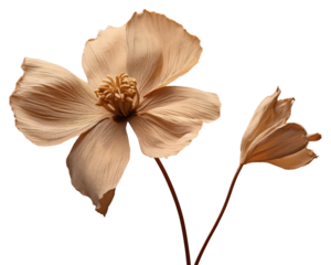 PNG Dried deep taupe color flower blossom petal plant.