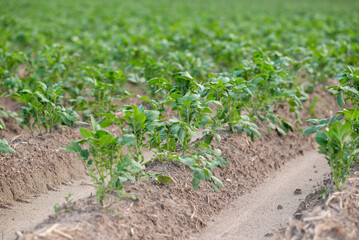 Young growing potatoes in the field, close up. Rows of green potato plants after the rain, wet soil, spring or early summer season