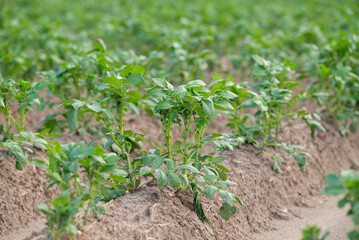 Close up of growing potatoes in the field. Young green potato plants planted in rows, wet soil after the rain, agricultural concept