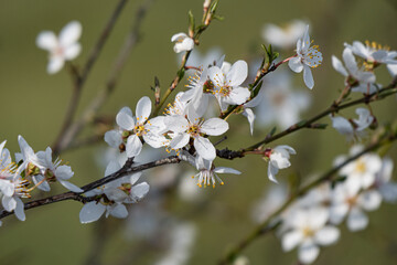 Wildapfelblüten im Frühling