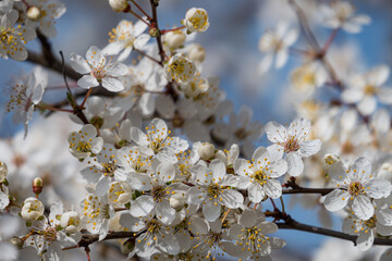 Wildapfelblüten im Frühling