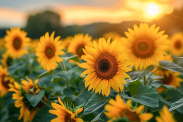 Obraz premium Golden Sight Perfect Golden Hour in Nature