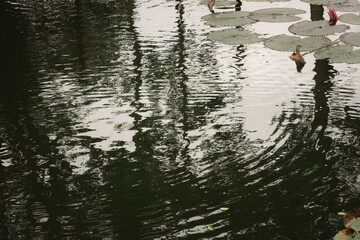A group of ducks are swimming in a pond. The water is calm and still, with ripples forming around the ducks. The scene is peaceful and serene, with the ducks enjoying their time in the water