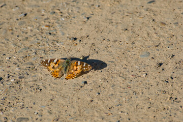 butterfly on the asphalt close-up