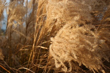Miscanthus sinensis 'Graziella' 