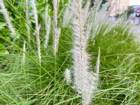 White fluffy grass flower, cogon grass flower, grass flower, garden flower.