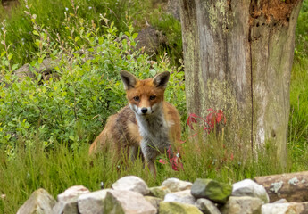 Beautiful fox in the forest