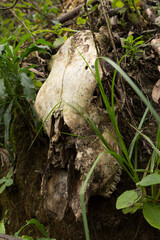 Animal skull laying in the forest surrounded by green plants