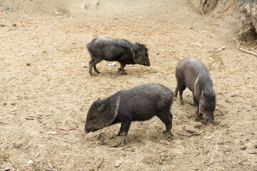 Collared peccaries foraging on dry ground in a zoo