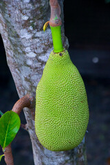 A green jackfruit in the tree