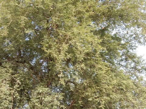 Compound leaves of Prosopis cineraria plant or Ghaf tree young leaves pattern 