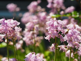 シーラカンパニュラの可愛い花