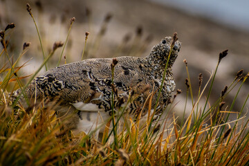 Ptarmigan in fall on mountain