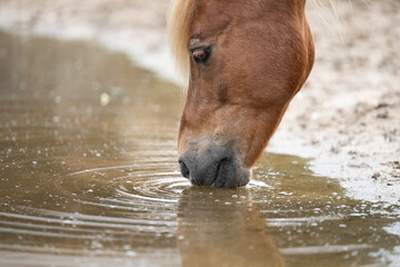 little brown pony horse drinking from water pool paddock paradise