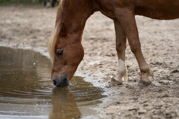 little brown pony horse drinking from water pool paddock paradise