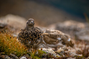 Ptarmigan in fall