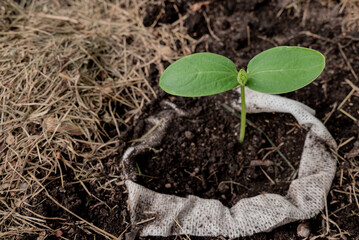 young plant in soil