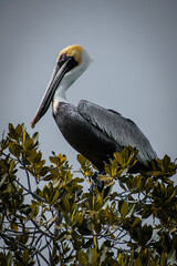Pelican in tree