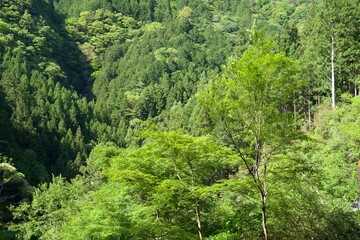 Fresh Green Mountain Scenery in May in Kochi