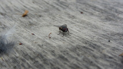fly