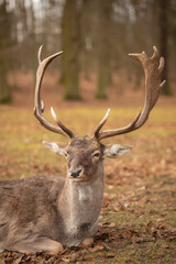 Portrait of Furry European Fallow Deer with Antlers. Ruminant Mammal Lies Down in Blatna Park. Wild Animal in Czech Republic.