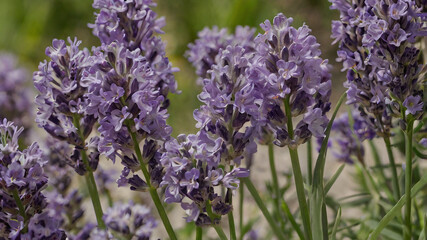 Obraz premium close up of lavender flowers in the garden or lavander field