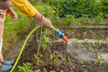 Naklejka premium Senior woman watering fresh plants growing at home vegetable garden. Gardener taking care of plants at the backyard of her house. Concept of sustainability and growing organic. High quality photo