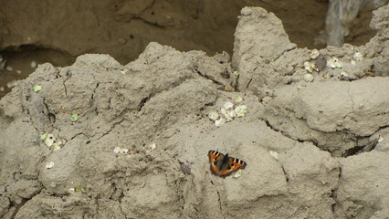 butterfly on the ground