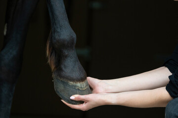 hand and hoof horse and human connection connect