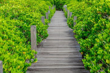 Fototapeta premium The natural background of the mangrove forest, with many types of trees growing along the coast. The beauty of the ecosystem and is a shelter or nursery for small aquatic animals.