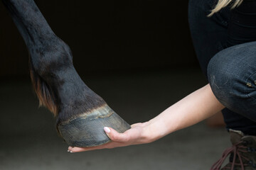 hand and hoof horse and human connection connect