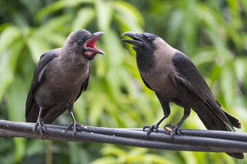 House Crow hen feeding its chick. The house crow (Corvus splendens) is a common bird of the crow family. Originally from Asia, it has spread to various parts of the world, often assisted by shipping. 