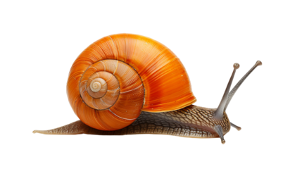 Close-up of a snail with an orange shell on a white background, showcasing its unique spiral and texture.