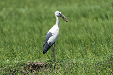 Fototapeta premium Stork on the field. The Asian openbill or Asian openbill stork (Anastomus oscitans ) is a large wading bird in the stork family greyish or white body with glossy black wings and tail.