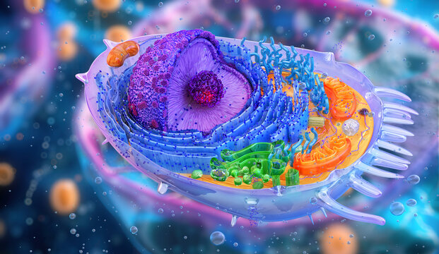 Human cell structure: nucleus, cytoplasm, golgi, organelles mitochondria, ribosomes, lysosomes, cell membrane. Genetic DNA replication, RNA, protein synthesis, biology medical science. 3D cell anatomy
