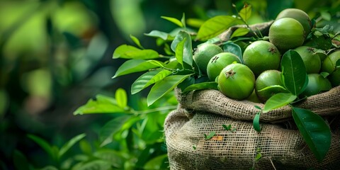 Monk fruit harvest in hessian sack among tea garden adding rural charm. Concept Rural Charm, Monk Fruit Harvest, Tea Garden, Hessian Sack, Farming Scene