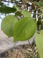 leaves pattern of dalbergia sissoo. North Indian rosewood leaves.shisham leaves pattern background 