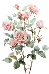 Obraz premium Watercolor Painting of Pink Rose Bouquet
