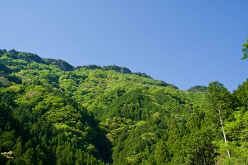 Scenery of mountain trees and blue sky in Kochi Prefectur