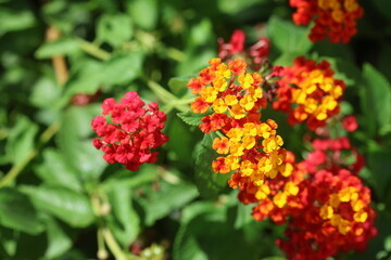 lantana (shrub verbenas or lantanas) flowers 