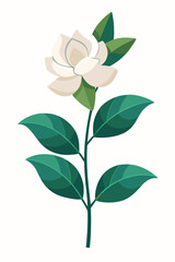 Fototapeta premium Gardenia plant minimal design vector illustration